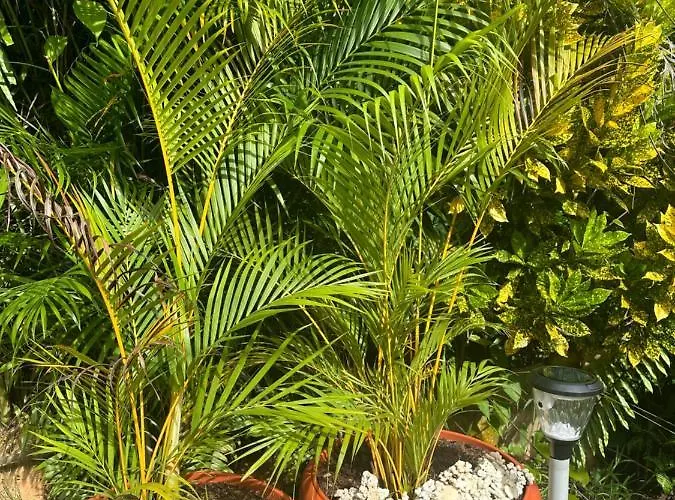 Forest View Seychelles * Anse Etoile