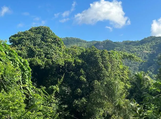 Forest View Seychelles Anse Etoile